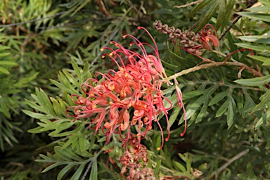 APII jpeg image of Grevillea 'Molly'  © contact APII