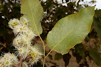 APII jpeg image of Corymbia torelliana  © contact APII