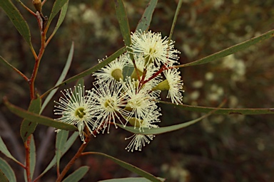 APII jpeg image of Eucalyptus captiosa  © contact APII