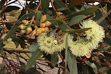 APII jpeg image of Eucalyptus angulosa  © contact APII