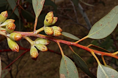 APII jpeg image of Eucalyptus clelandiorum  © contact APII