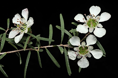 APII jpeg image of Leptospermum polygalifolium subsp. transmontanum  © contact APII