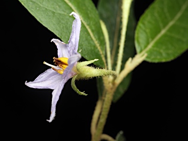 APII jpeg image of Solanum stelligerum  © contact APII