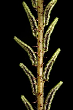 APII jpeg image of Blechnum fluviatile  © contact APII