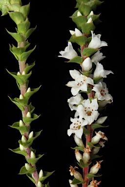 APII jpeg image of Epacris microphylla  © contact APII