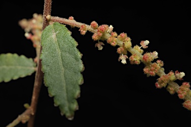 APII jpeg image of Acalypha eremorum  © contact APII