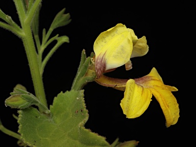 APII jpeg image of Goodenia grandiflora  © contact APII