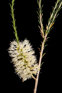 APII jpeg image of Melaleuca hamulosa  © contact APII