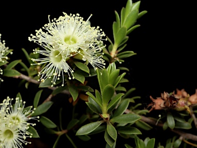 APII jpeg image of Kunzea bracteolata  © contact APII