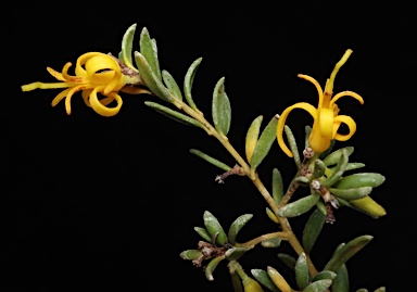 APII jpeg image of Persoonia terminalis subsp. recurva  © contact APII