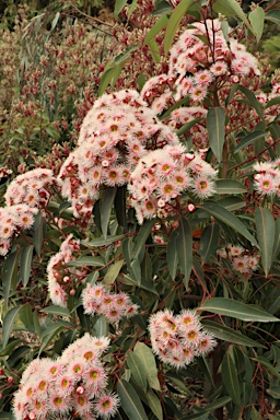 APII jpeg image of Corymbia ficifolia 'Precious Pearl'  © contact APII