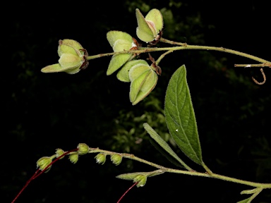 APII jpeg image of Dodonaea hispidula  © contact APII