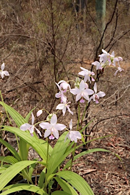 APII jpeg image of Spathoglottis plicata  © contact APII