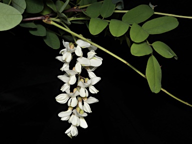 APII jpeg image of Robinia pseudoacacia  © contact APII