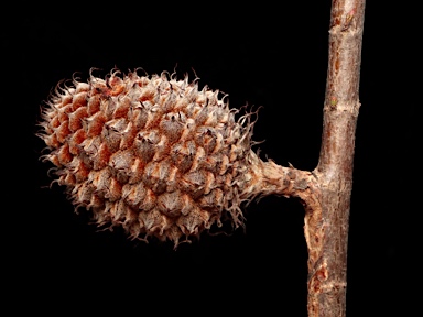 APII jpeg image of Allocasuarina acutivalvis subsp. acutivalvis  © contact APII