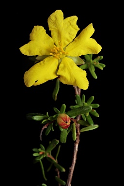 APII jpeg image of Hibbertia pedunculata  © contact APII