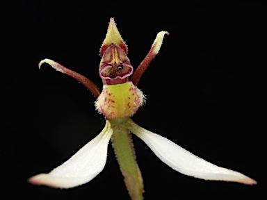 APII jpeg image of Eriochilus cucullatus  © contact APII