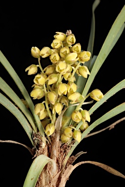 APII jpeg image of Lomandra filiformis subsp. coriacea  © contact APII