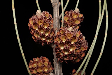 APII jpeg image of Allocasuarina glareicola  © contact APII