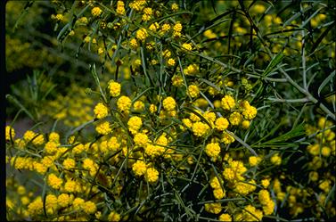 APII jpeg image of Acacia euthycarpa subsp. euthycarpa  © contact APII