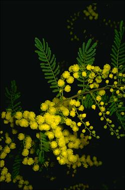 APII jpeg image of Acacia cardiophylla  © contact APII