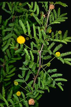 APII jpeg image of Vachellia farnesiana  © contact APII