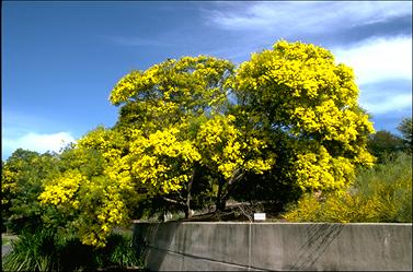 APII jpeg image of Acacia fimbriata  © contact APII