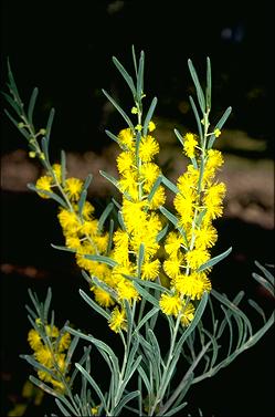 APII jpeg image of Acacia flexifolia  © contact APII