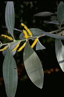 APII jpeg image of Acacia holosericea  © contact APII