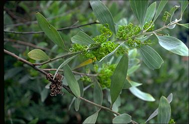 APII jpeg image of Acacia holosericea  © contact APII