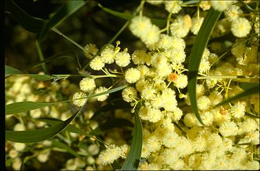 APII jpeg image of Acacia implexa  © contact APII