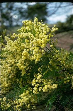 APII jpeg image of Acacia mearnsii  © contact APII