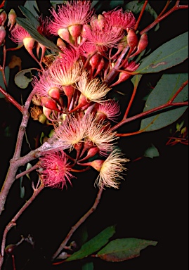 APII jpeg image of Eucalyptus sideroxylon  © contact APII