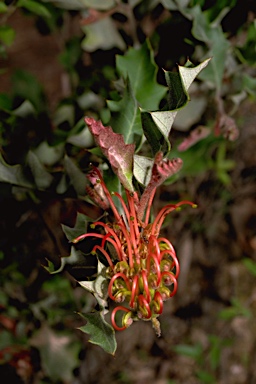 APII jpeg image of Grevillea aquifolium  © contact APII