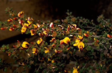 APII jpeg image of Pultenaea scabra  © contact APII