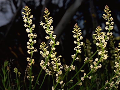 APII jpeg image of Stackhousia monogyna  © contact APII