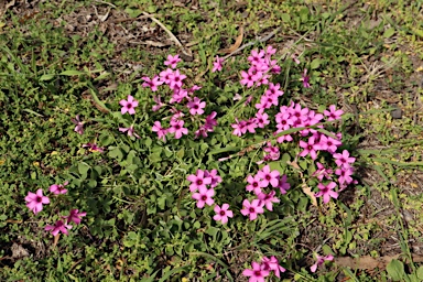 APII jpeg image of Oxalis articulata  © contact APII