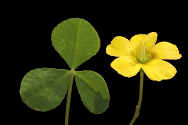 APII jpeg image of Oxalis  © contact APII