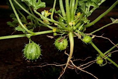 APII jpeg image of Cucumis myriocarpus subsp. myriocarpus  © contact APII