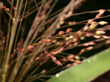 APII jpeg image of Panicum hillmanii  © contact APII