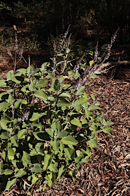 APII jpeg image of Plectranthus argentatus  © contact APII