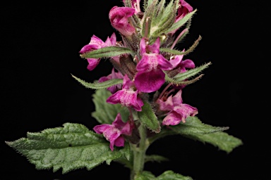 APII jpeg image of Teucrium argutum  © contact APII