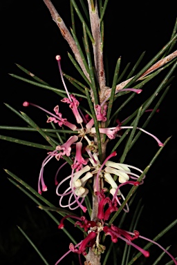 APII jpeg image of Hakea verrucosa  © contact APII