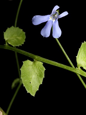 APII jpeg image of Lobelia quadrangularis  © contact APII