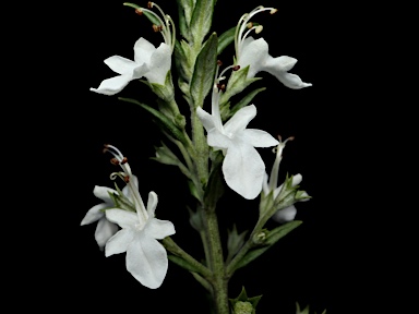 APII jpeg image of Teucrium corymbosum  © contact APII