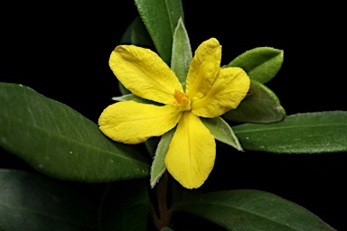 APII jpeg image of Hibbertia hexandra  © contact APII