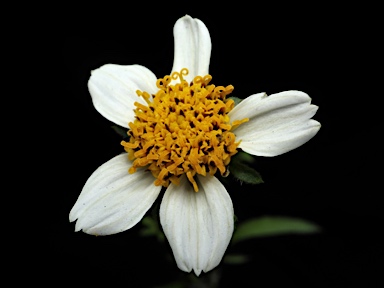 APII jpeg image of Bidens pilosa var. minor  © contact APII