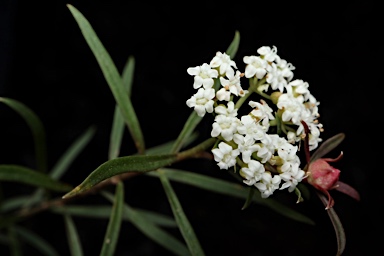 APII jpeg image of Platysace lanceolata  © contact APII