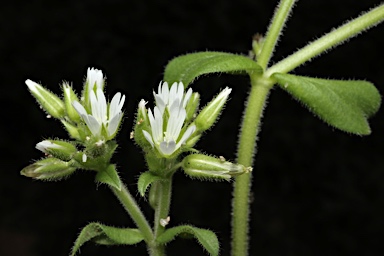 APII jpeg image of Cerastium glomeratum  © contact APII