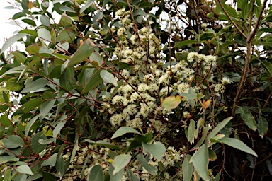 APII jpeg image of Eucalyptus botryoides  © contact APII